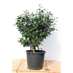 Camelia 'fondation luciano pavarotti' ta