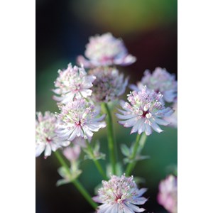 Astrante 'star of beauty' taille du pot