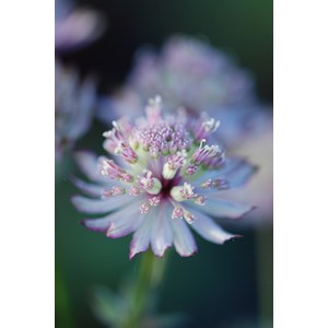 Astrante 'star of beauty' taille du pot