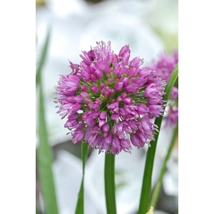 Allium 'millenium' taille du pot - en pot de 3 litres