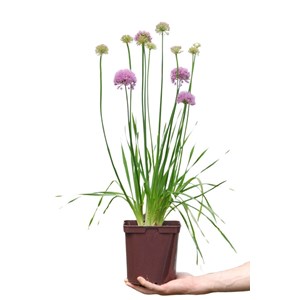 Allium 'millenium' taille du pot - en po