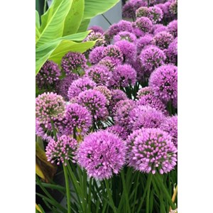 Allium 'millenium' taille du pot - en po