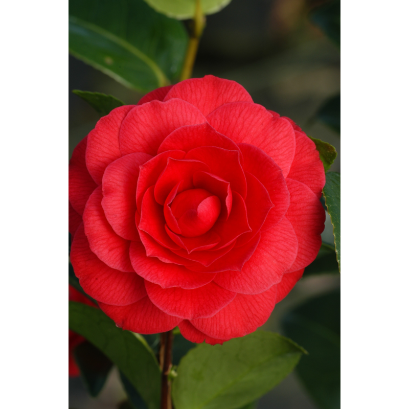Camélia 'black lace' taille du pot - en pot de 1 litre