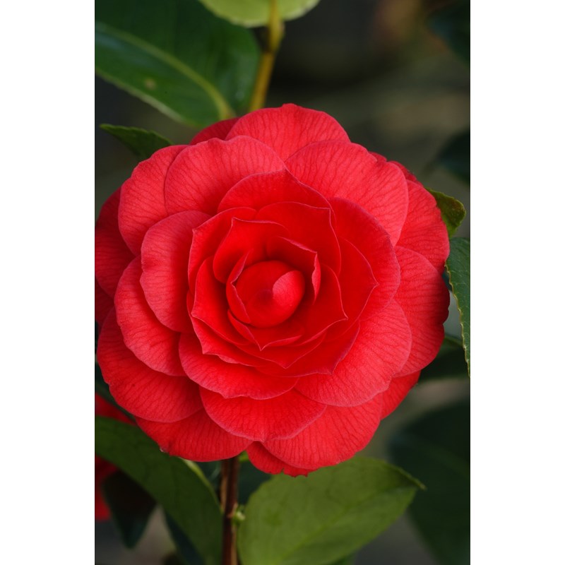 Camélia 'black lace' taille du pot - en pot de 4 litres (hauteur 30&nbsp;40 cm)