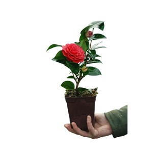 Camélia 'black lace' taille du pot - en