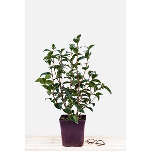 Camélia 'black lace' taille du pot - en