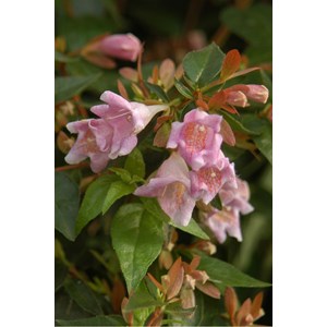 Abelia 'sherwood' taille du pot - en pot