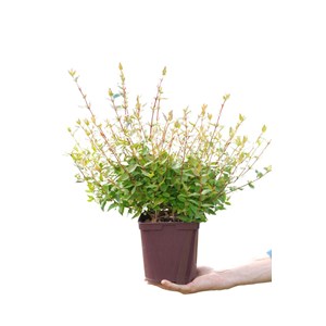 Abelia 'sherwood' taille du pot - en pot