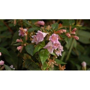 Abelia 'sherwood' taille du pot - en pot