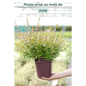 Abelia 'sherwood' taille du pot - en pot
