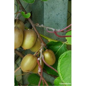 Kiwi femelle 'hayward ' taille du pot -