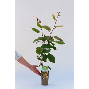 Kiwi femelle 'hayward ' taille du pot -