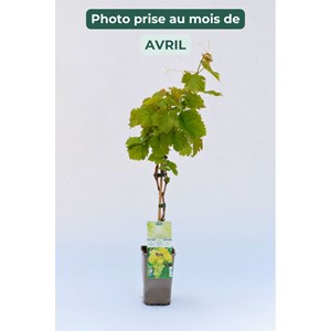 Vigne 'chasselas doré' taille du pot -