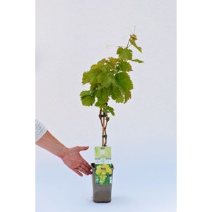 Vigne 'chasselas doré' taille du pot -