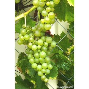 Vigne 'chasselas doré' taille du pot -
