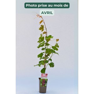 Vigne 'chasselas rose' taille du pot - e