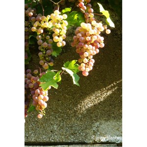 Vigne 'chasselas rose' taille du pot - e