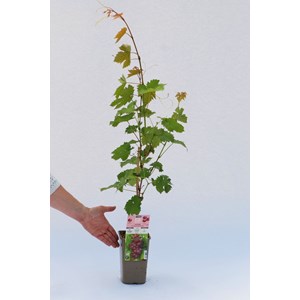 Vigne 'chasselas rose' taille du pot - e