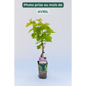 Vigne 'muscat de hambourg' taille du pot