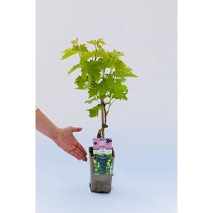 Vigne 'muscat de hambourg' taille du pot