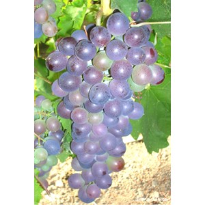 Vigne 'muscat de hambourg' taille du pot - en pot de 1,5 litres