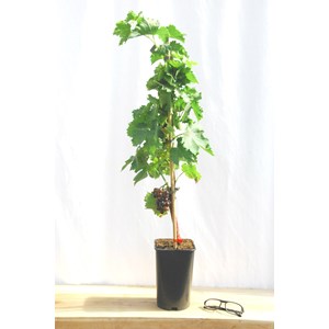 Vigne 'muscat de hambourg' taille du pot