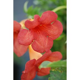 Bignone 'madame galen' taille du pot - e