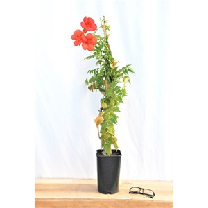 Bignone 'madame galen' taille du pot - e