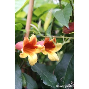 Bignone capreolata taille du pot - en pot de 3 litres