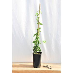 Bignone capreolata taille du pot - en pot de 3 litres