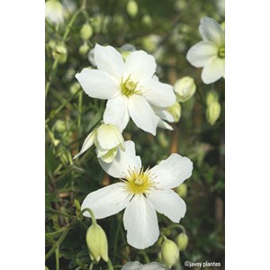 Clématite 'avalanche' taille du pot - e