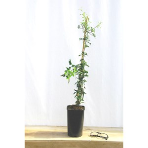 Clématite 'avalanche' taille du pot - e