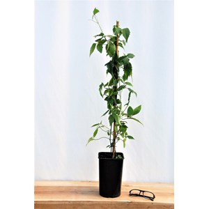 Clématite 'mayleen' taille du pot - en