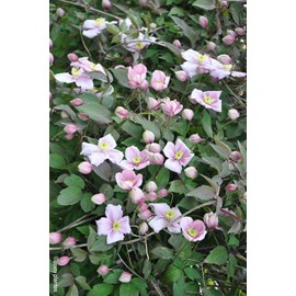 Clématite 'mayleen' taille du pot - en