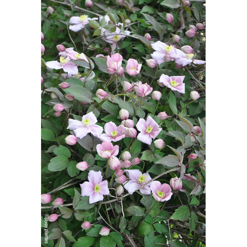 Roué Pépinières - Clématite 'mayleen' taille du pot - en pot de 1,5 litres