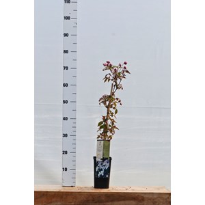 Clématite 'mayleen' taille du pot - en