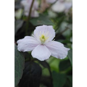 Clématite 'mayleen' taille du pot - en