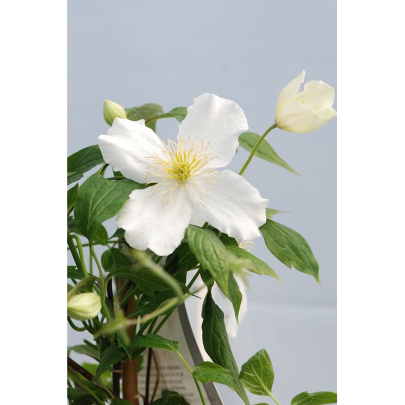 Clématite 'spooneri' taille du pot - en pot de 3 litres