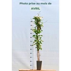 Clématite 'spooneri' taille du pot - en