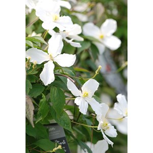 Clématite 'spooneri' taille du pot - en