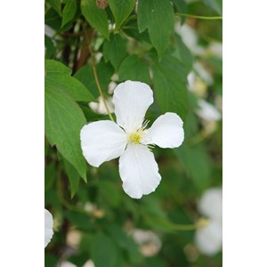Clématite 'spooneri' taille du pot - en