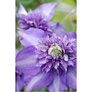 Clématite 'multi blue' taille du pot - en pot de 3 litres