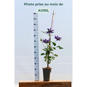 Clématite 'multi blue' taille du pot -
