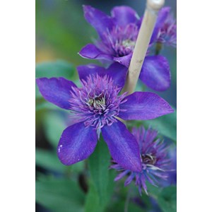 Clématite 'multi blue' taille du pot -