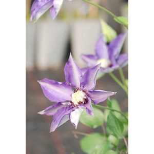 Clématite 'multi blue' taille du pot -