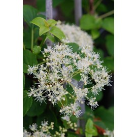 Hortensia grimpant pétiolaris taille du