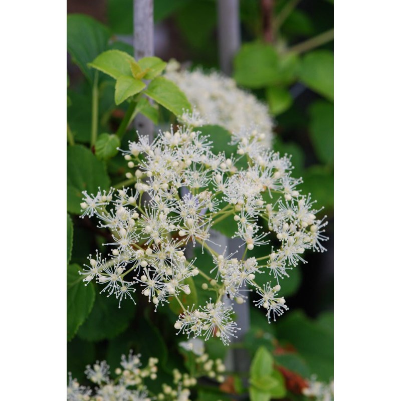Hortensia grimpant pétiolaris taille du