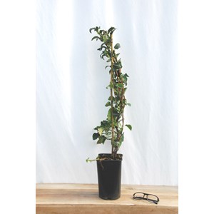 Hortensia grimpant pétiolaris taille du