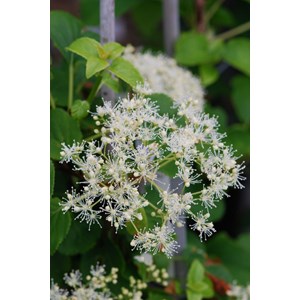 Hortensia grimpant pétiolaris taille du