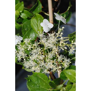 Hortensia grimpant pétiolaris taille du